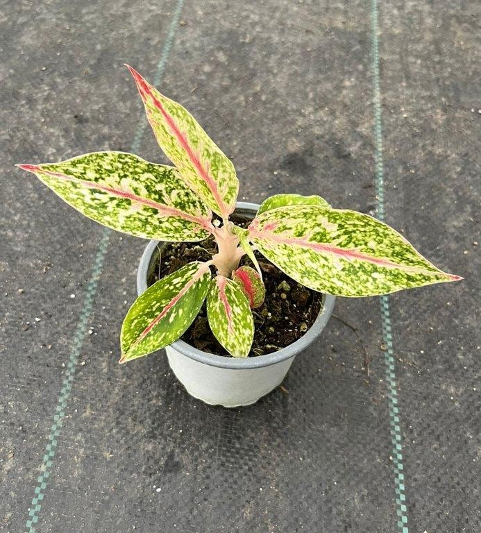 Aglaonema commutatum Nightsparkle M11