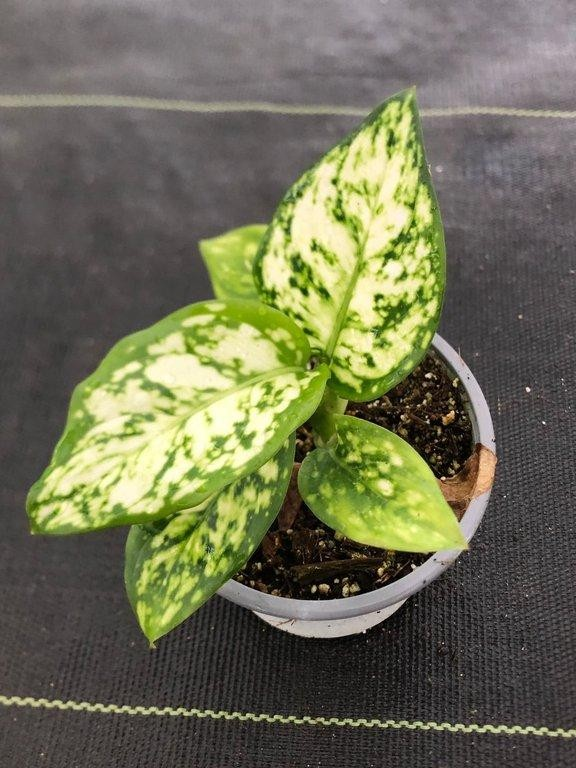 Aglaonema commutatum Eileen M11