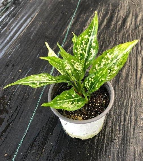 Aglaonema commutatum Thai Snowflakes M12