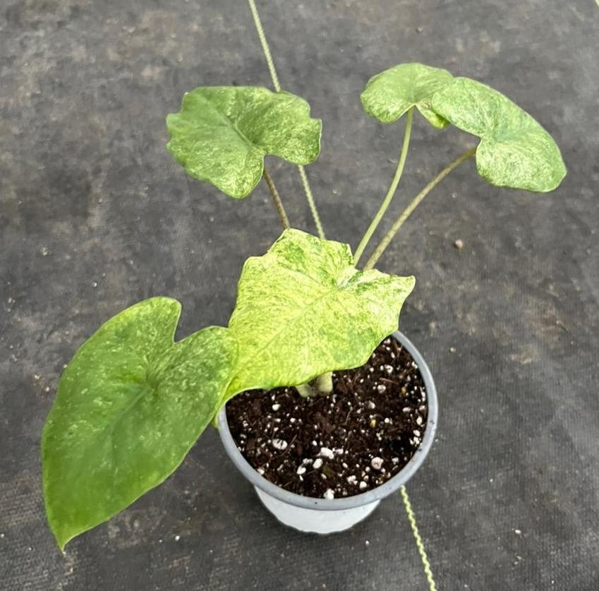 Alocasia batik var M11