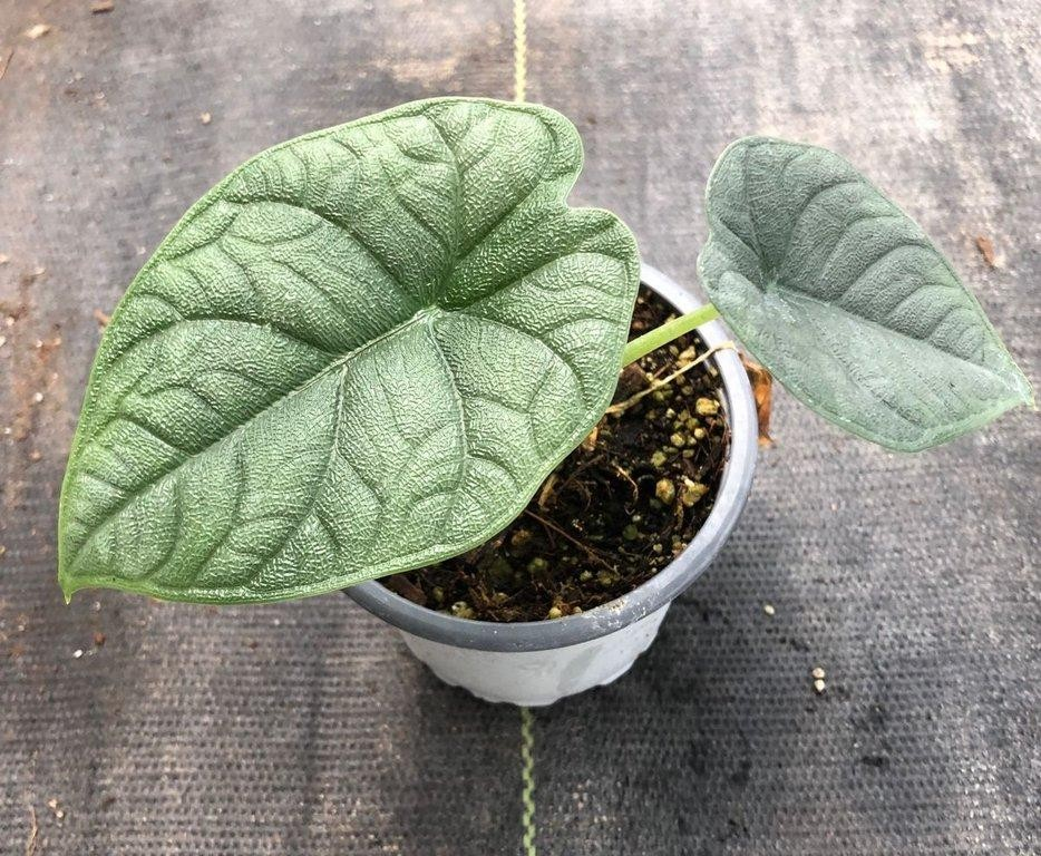 Alocasia melo M9