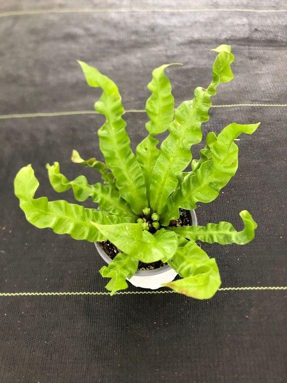 Asplenium nidus crispy wave M11