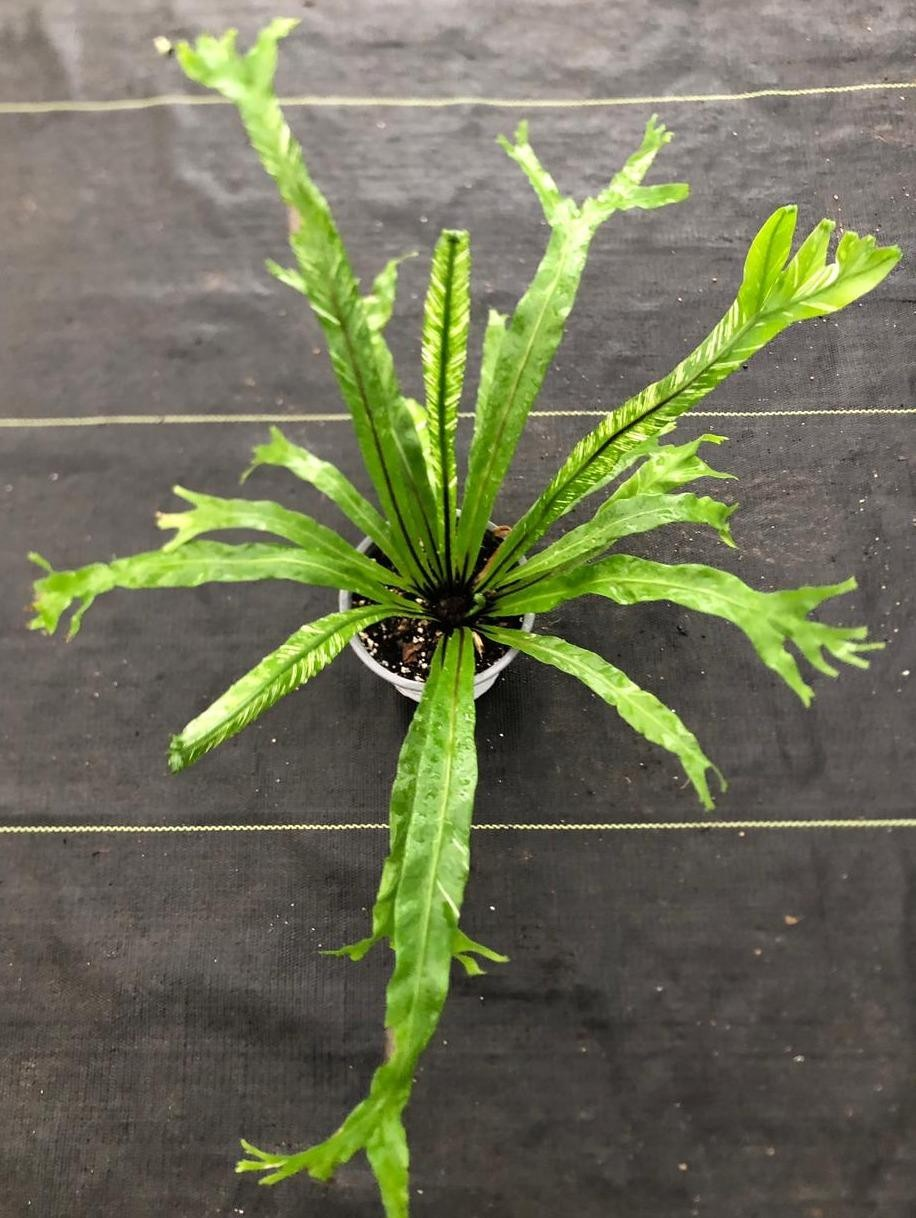 Asplenium nidus variegata M13