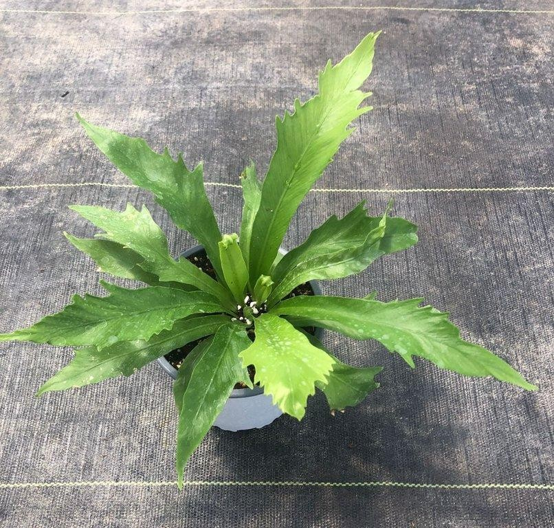 Asplenium nidus venus M13