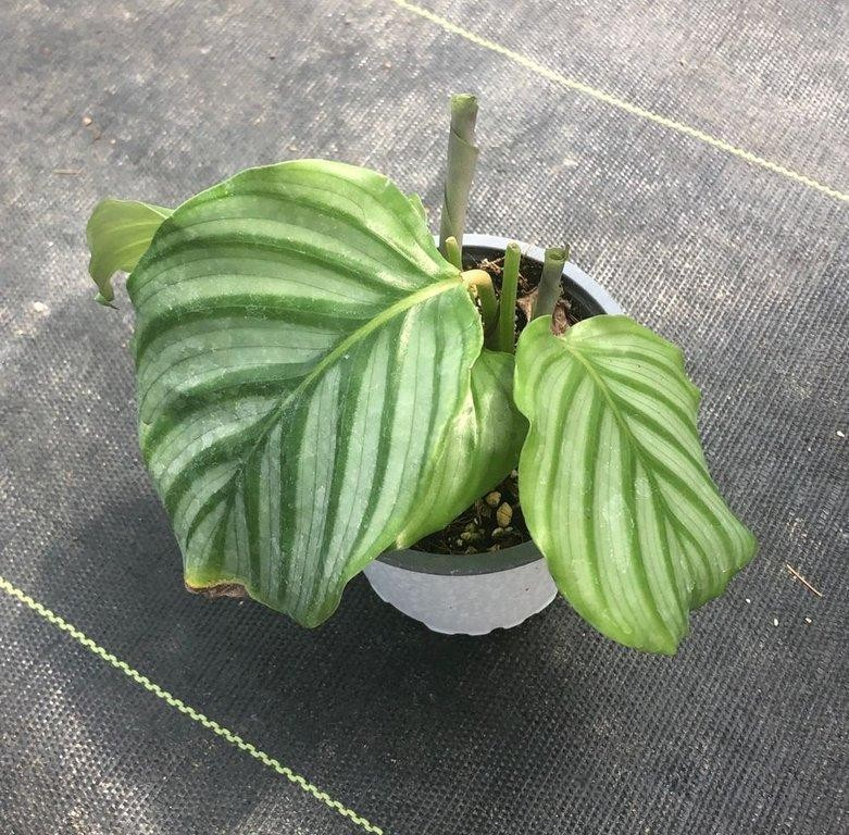 Calathea orbifolia M11