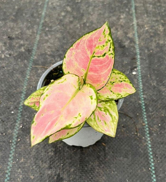 Aglaonema commutatum auspicious red M11