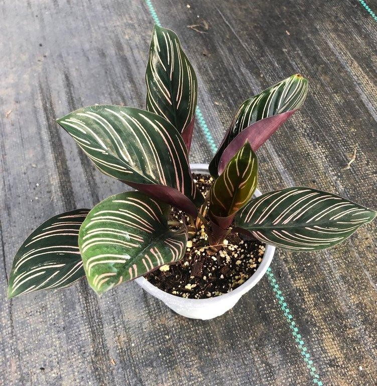 Calathea ornata sanderiana M11