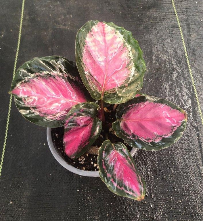 Calathea roseopicta crimson green M11
