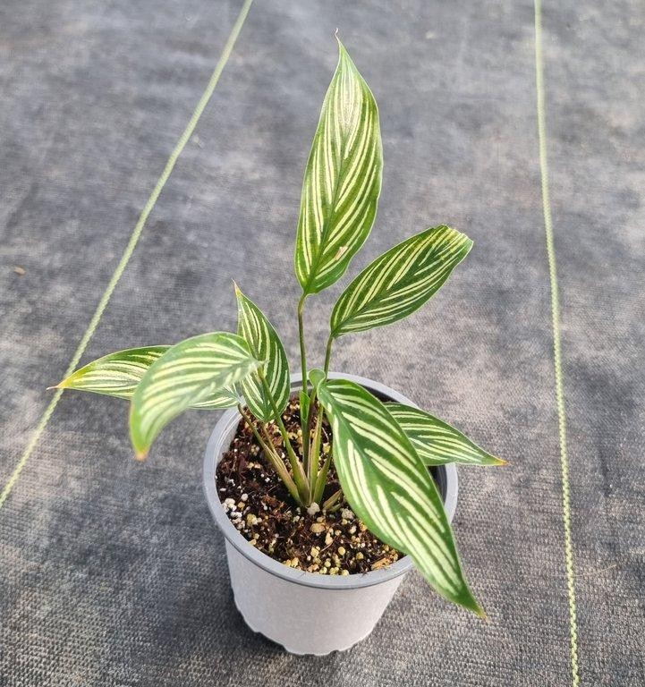 Calathea vittata M11