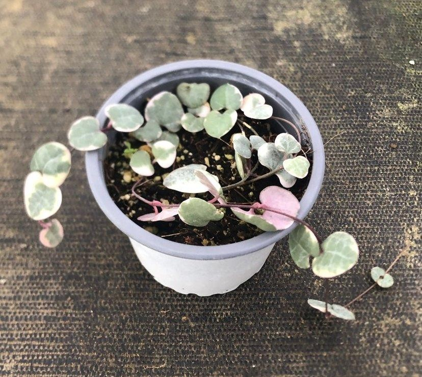 Ceropegia woodii variegada M9
