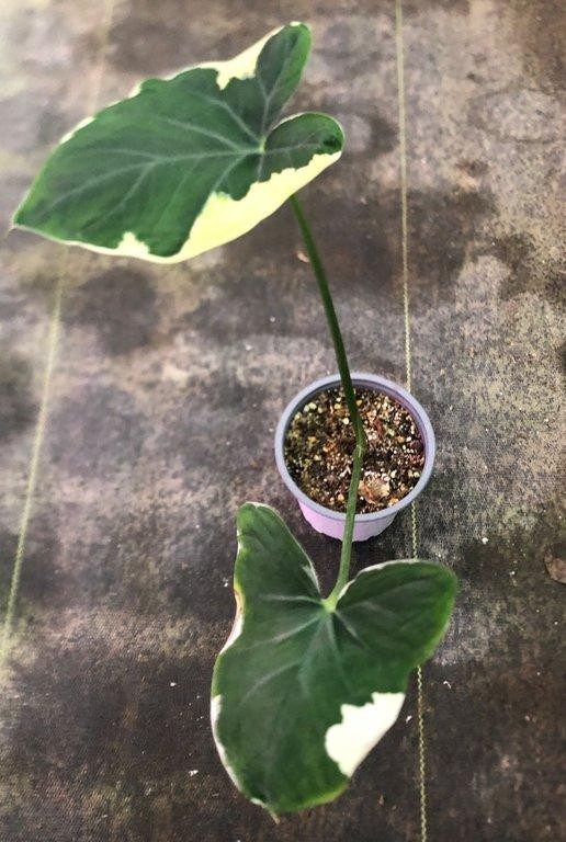 Colocasia mickey mouse M10