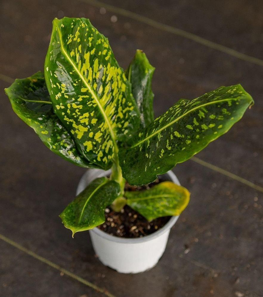 Dieffenbachia reflector M10.5