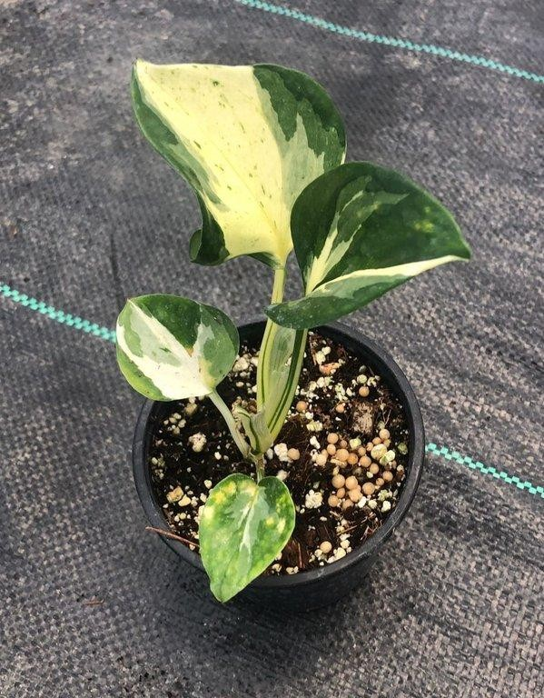 Epipremnum manjula M10