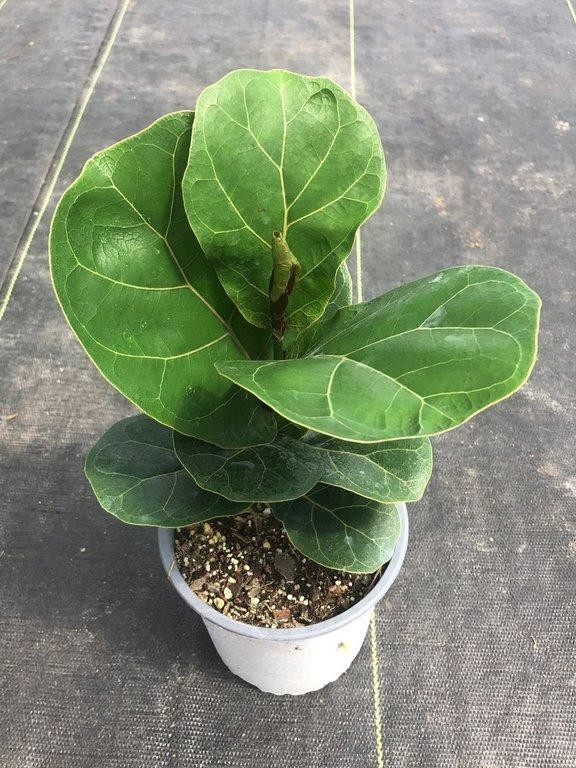 Ficus lyrata bambino M13