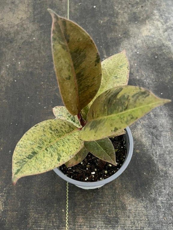 Ficus shivereana M13