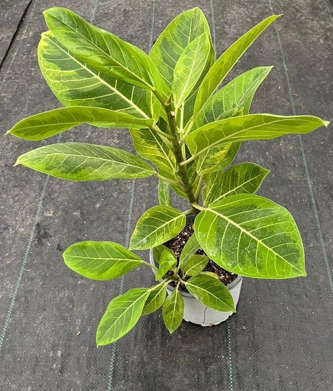Ficus altissima Variegata M17