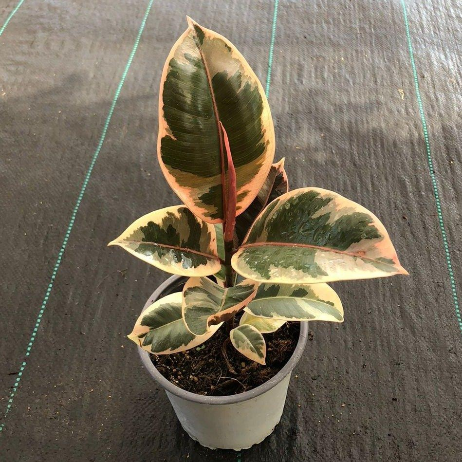 Ficus tineke M13