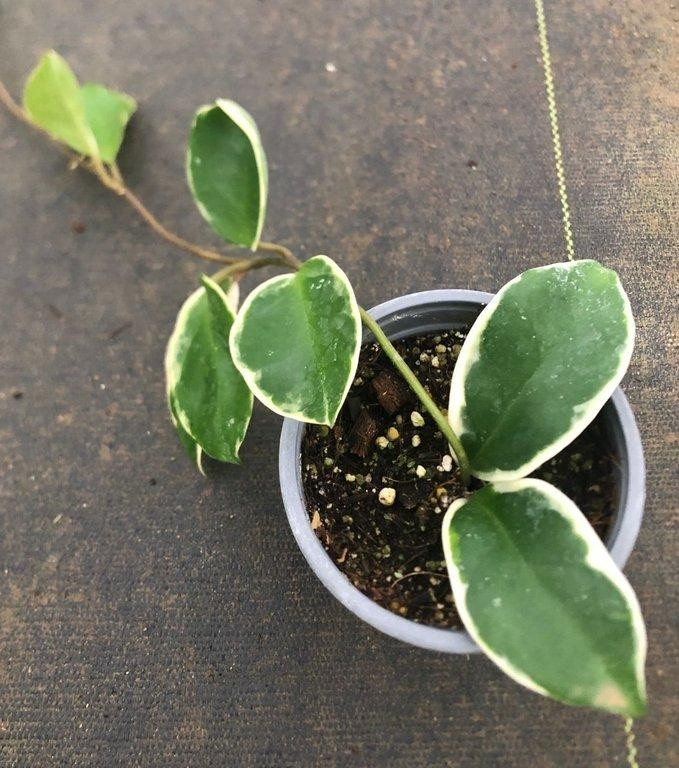 Hoya krimson queen M11