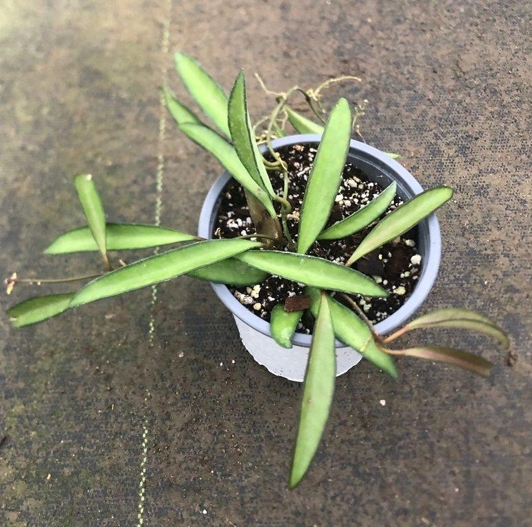 Hoya wayetii M11