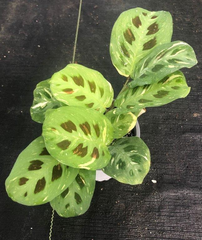 Maranta leuconeura kerchoveana variegata M11