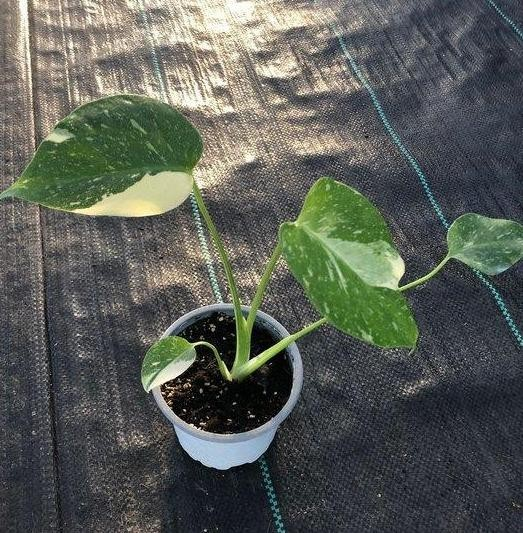 Monstera deliciosa thai constellation M12