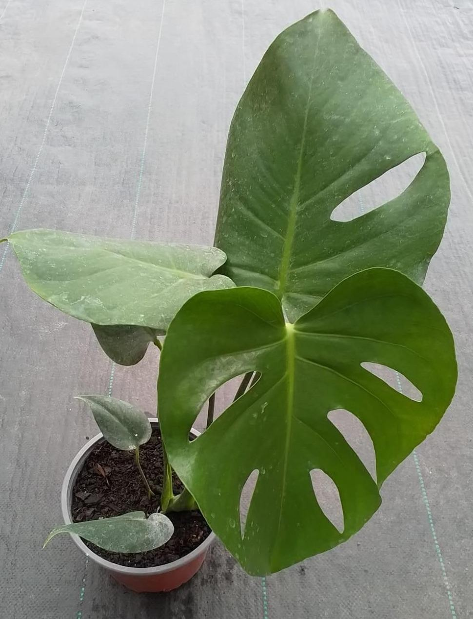 Monstera deliciosa M15