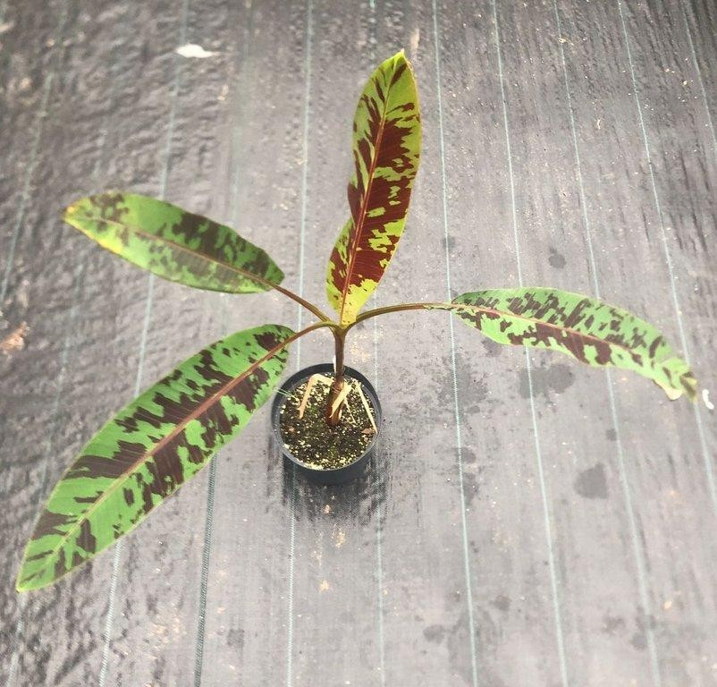 Musa acuminata Zebrina M26