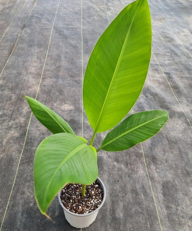 Musa florida verde M17
