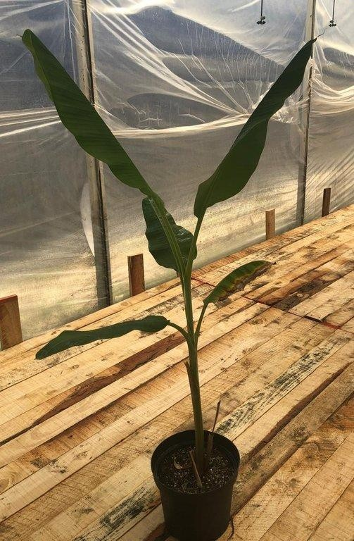 Musa florida verde M26