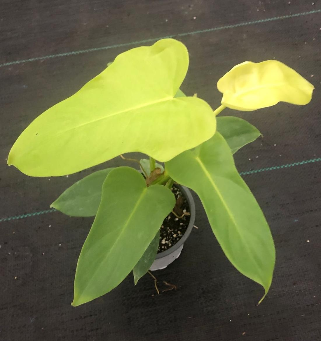 Philodendron bipennifolium aurea M11