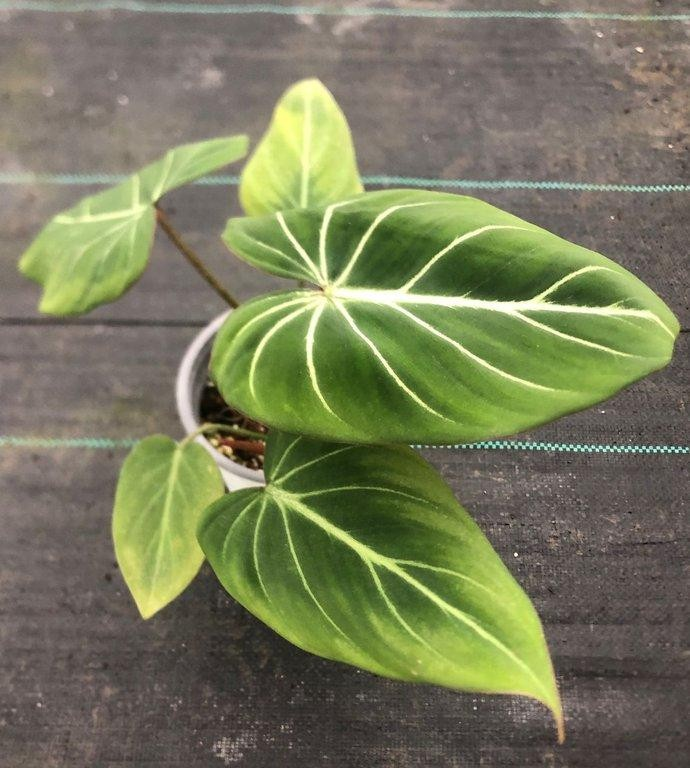 Philodendron gloriosum darkform M13