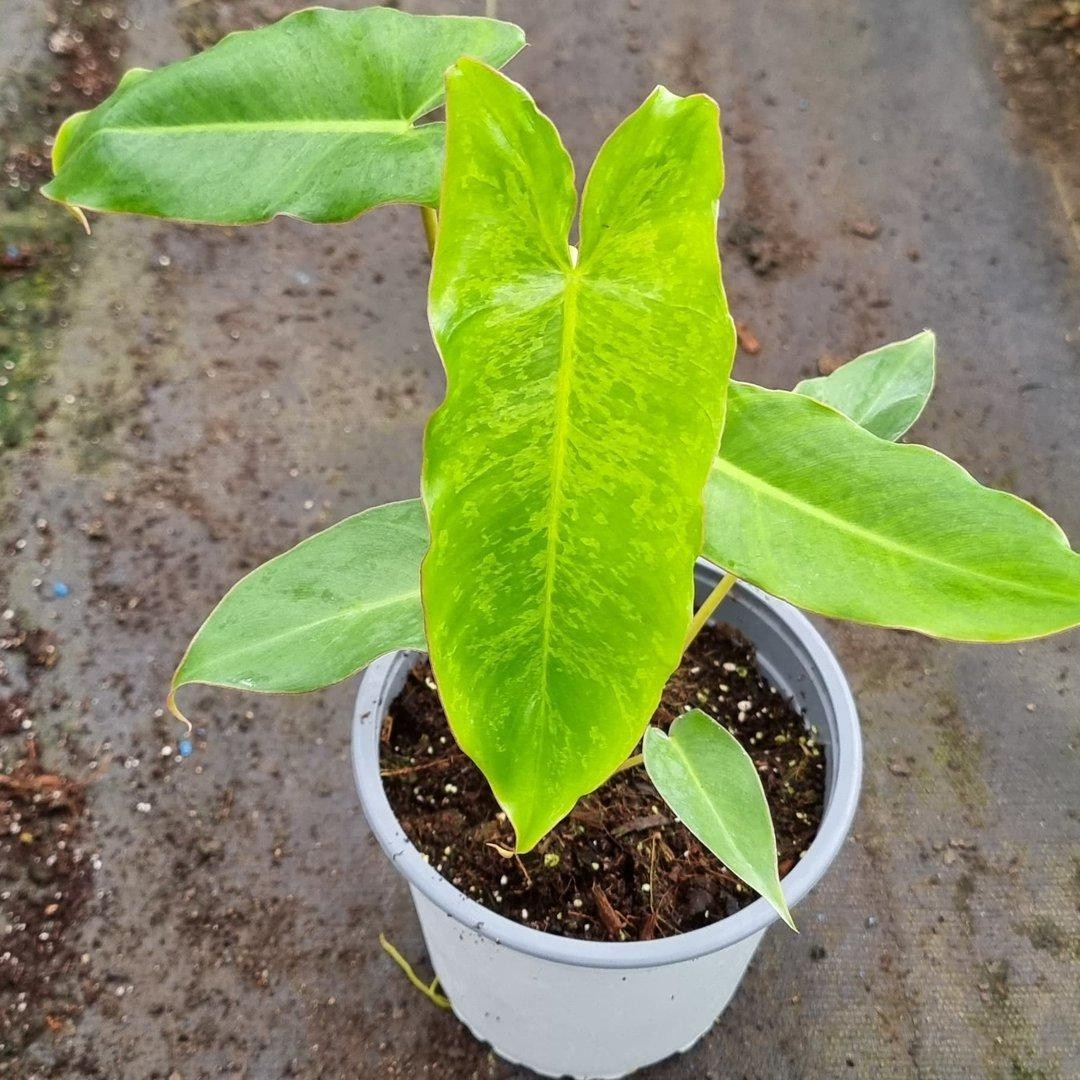 Philodendron imbe paraiso verde variegated M13