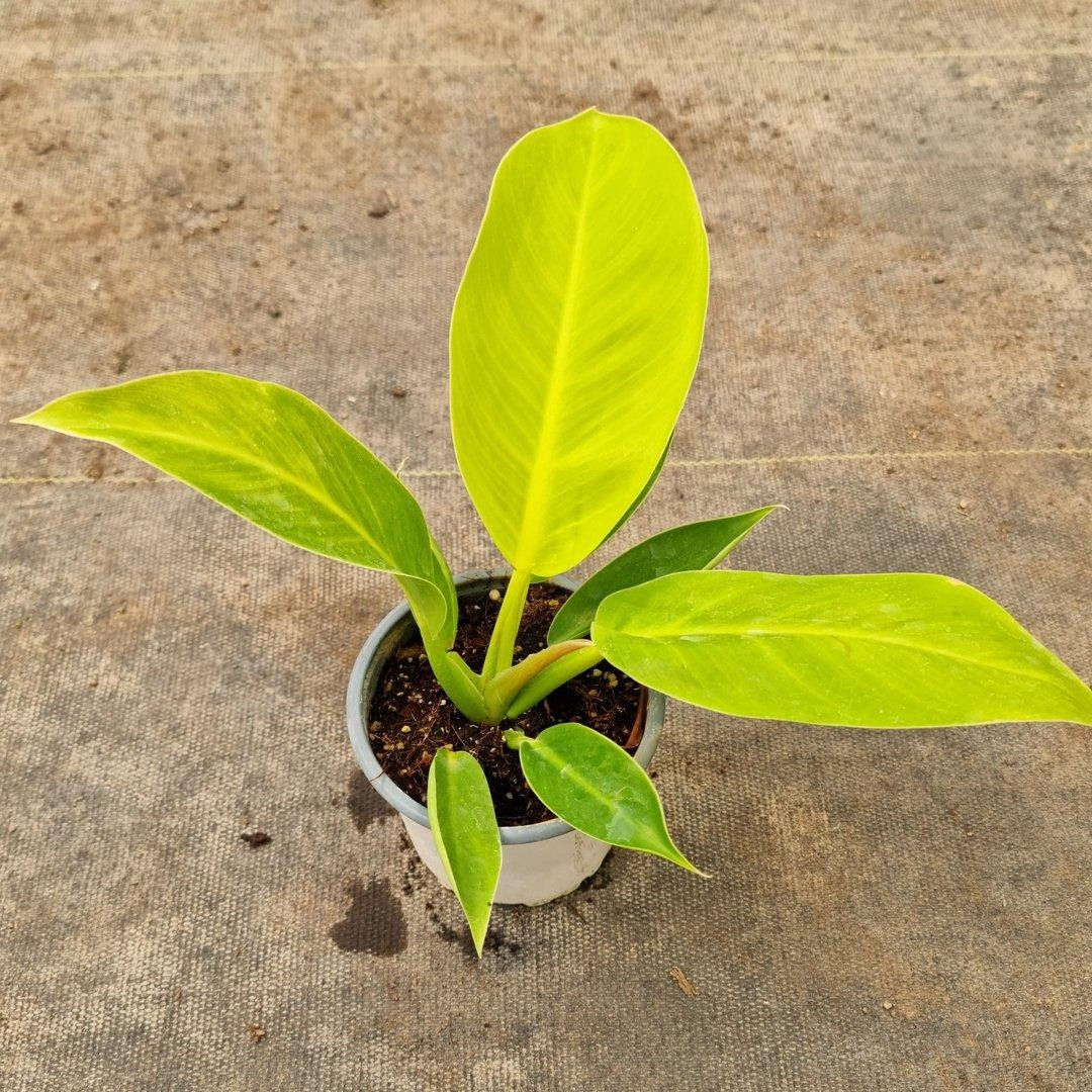 Philodendron imperial golden M13