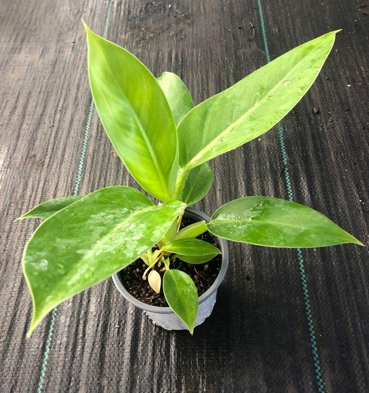Philodendron imperial green M11