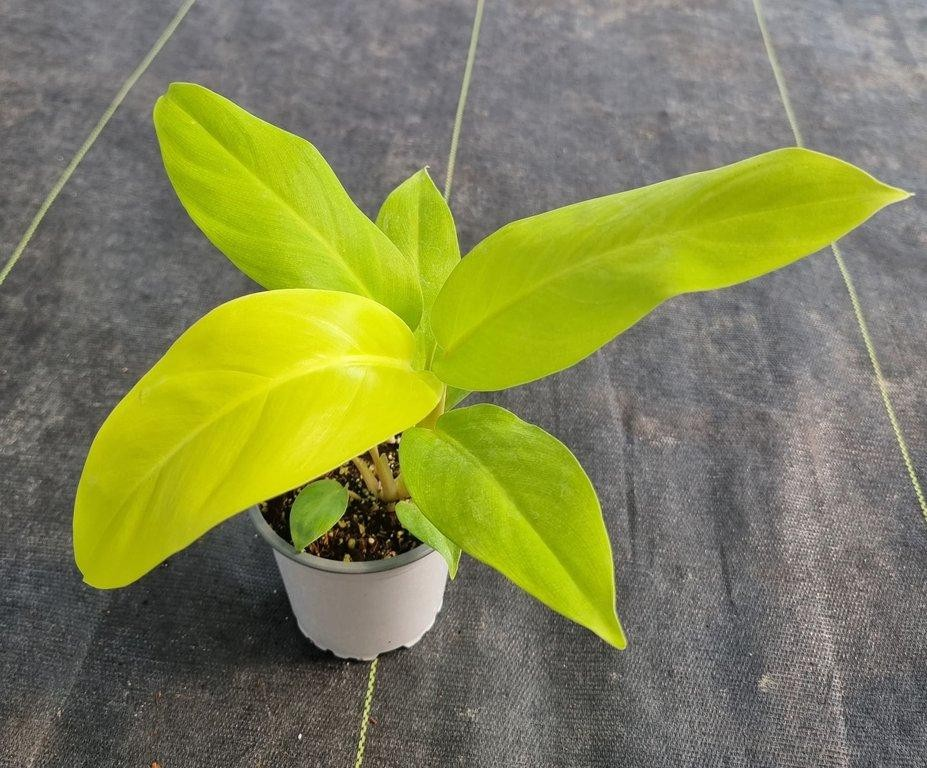 Philodendron malay gold M11