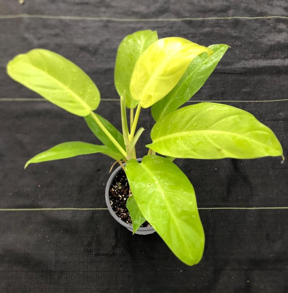 Philodendron malay gold M15