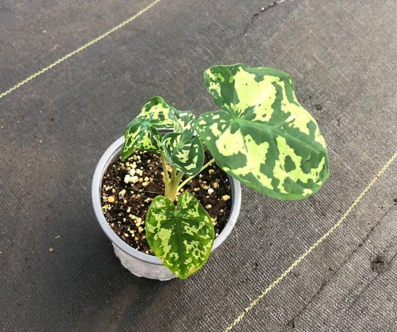 Caladium hilo beauty M11