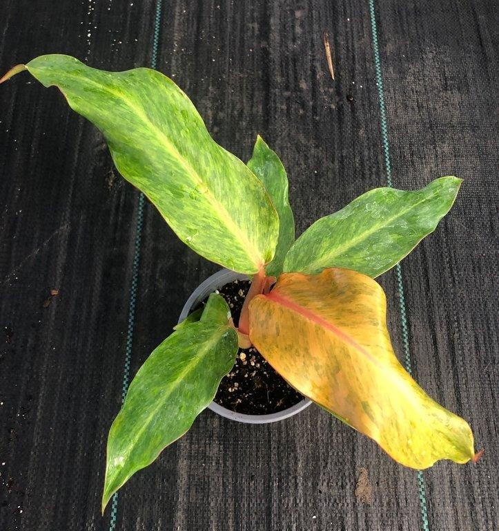 Philodendron orange marmalade M13