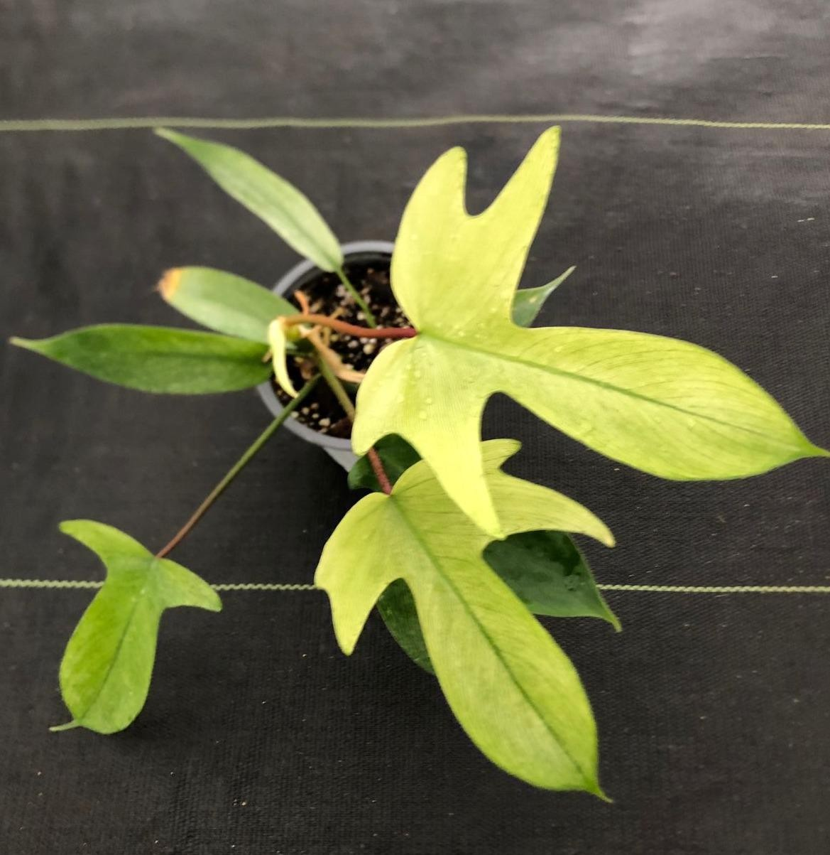 Philodendron pedatum florida ghost M11