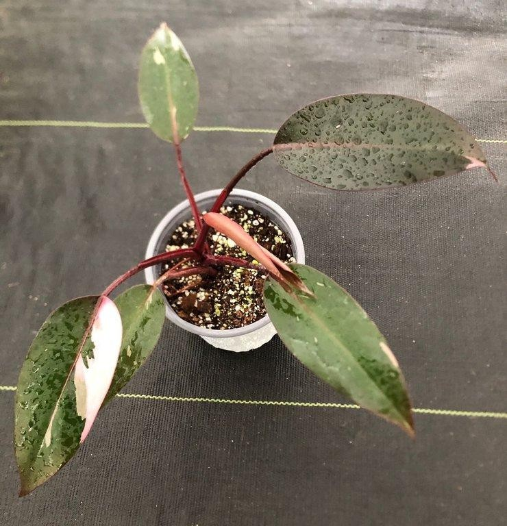 Philodendron pink princess M13