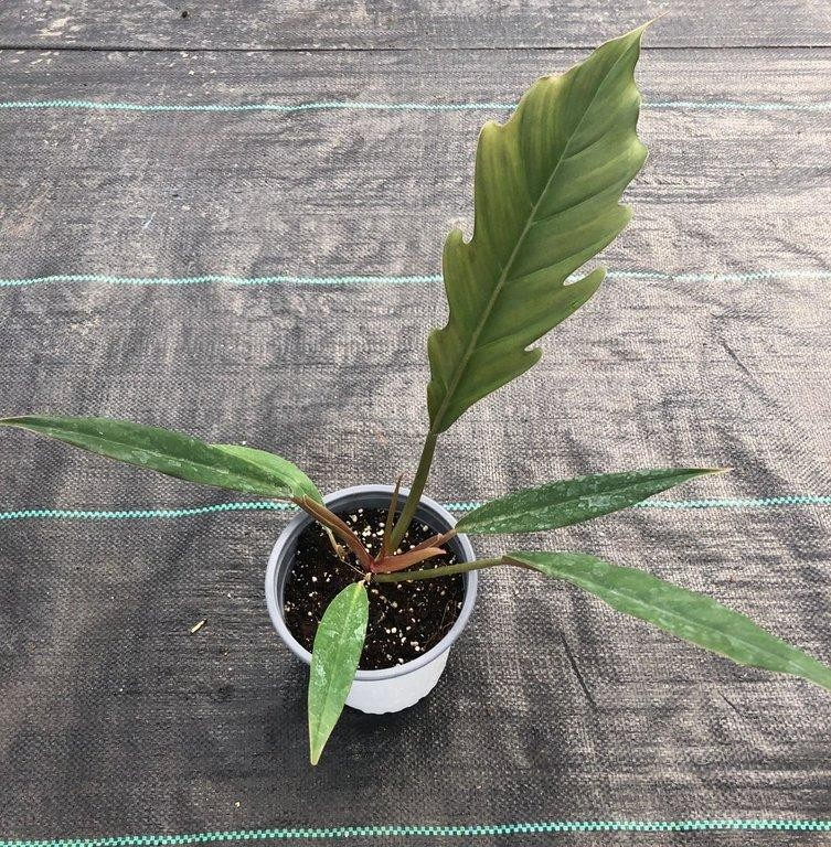 Philodendron pluto M13