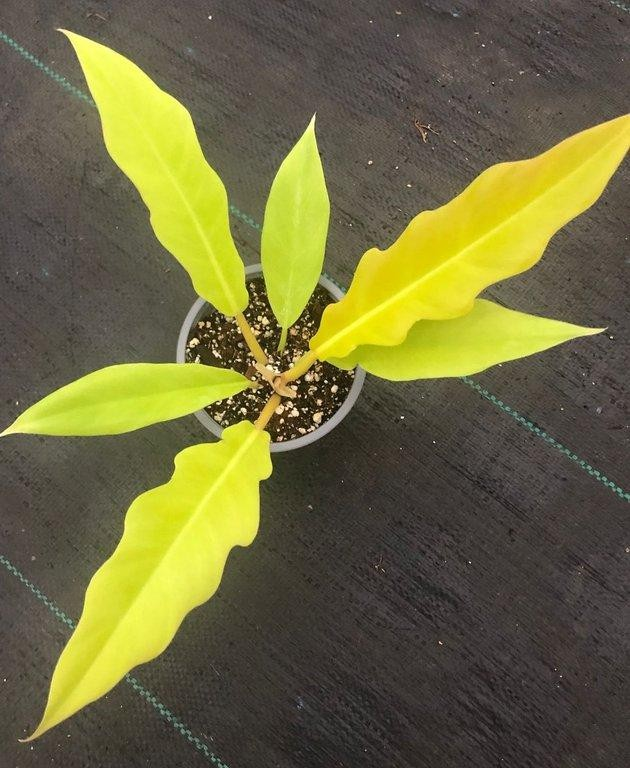 Philodendron ring of fire golden M11