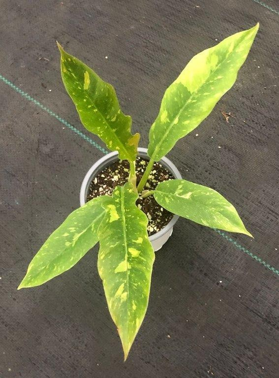 Philodendron ring of fire variegated M11