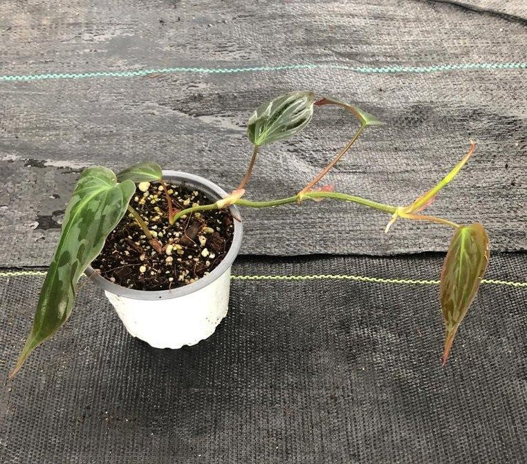 Philodendron selloum micans M11