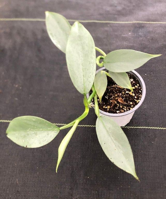 Philodendron silver hastatum M11