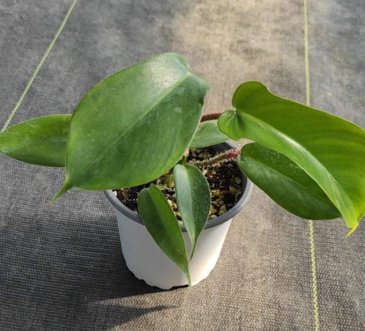 Philodendron squamiferum M11