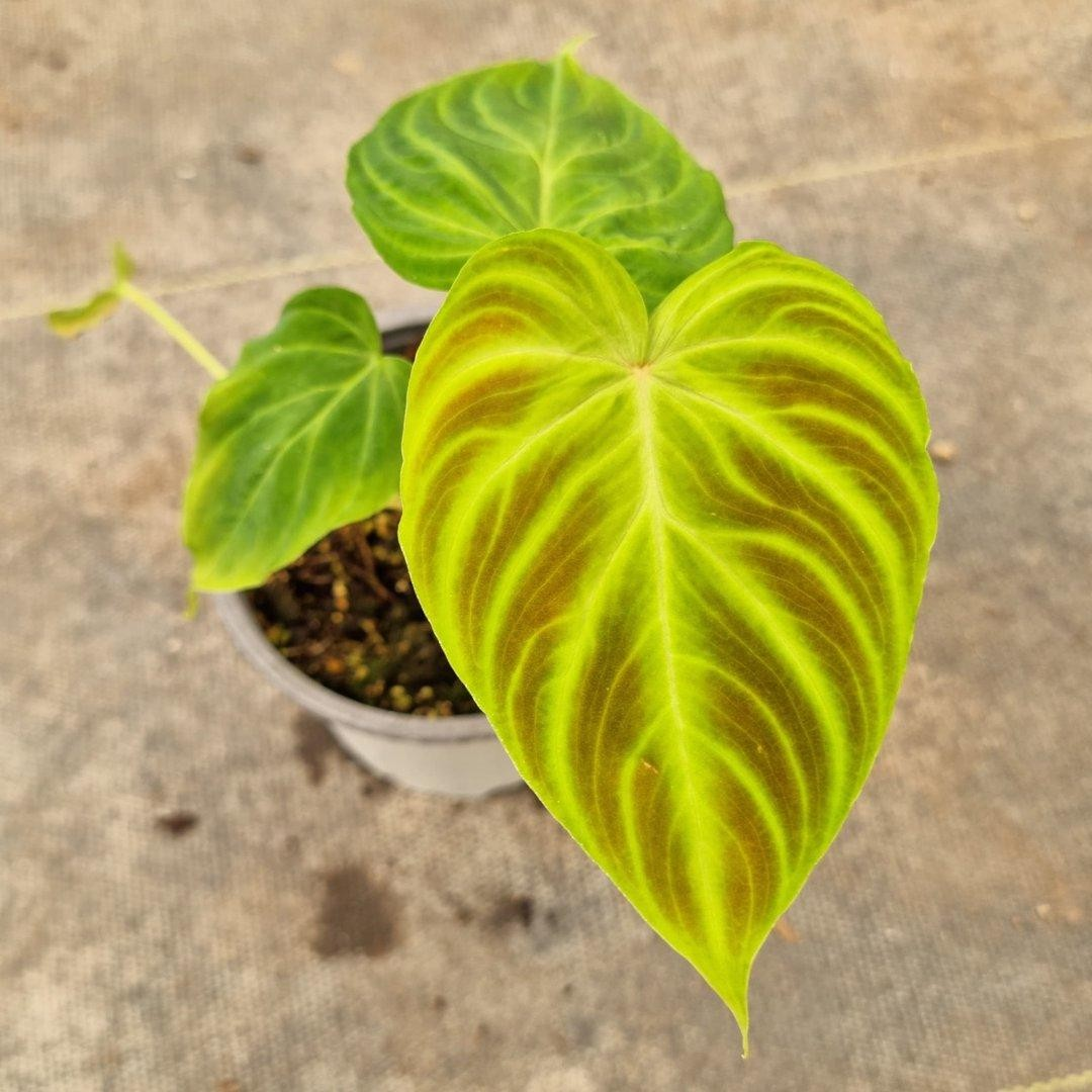 Philodendron verrucosum M11