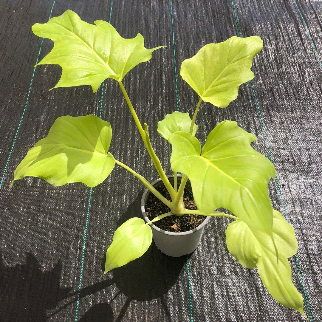 Philodendron warscewiczii flavum M13