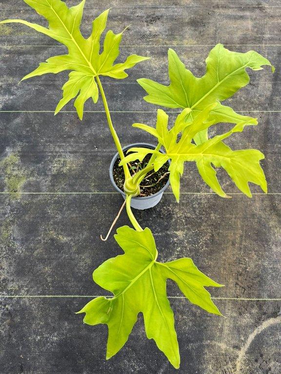 Philodendron warscewiczii flavum M17