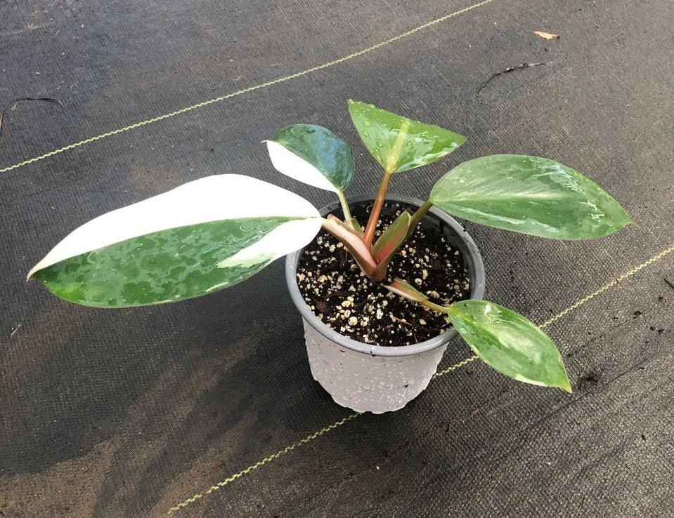 Philodendron white knight M11